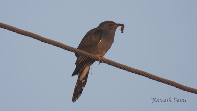 Gray-bellied Cuckoo - ML322049641