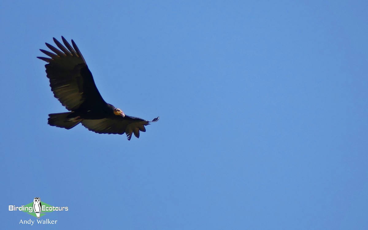 Greater Yellow-headed Vulture - ML322054571