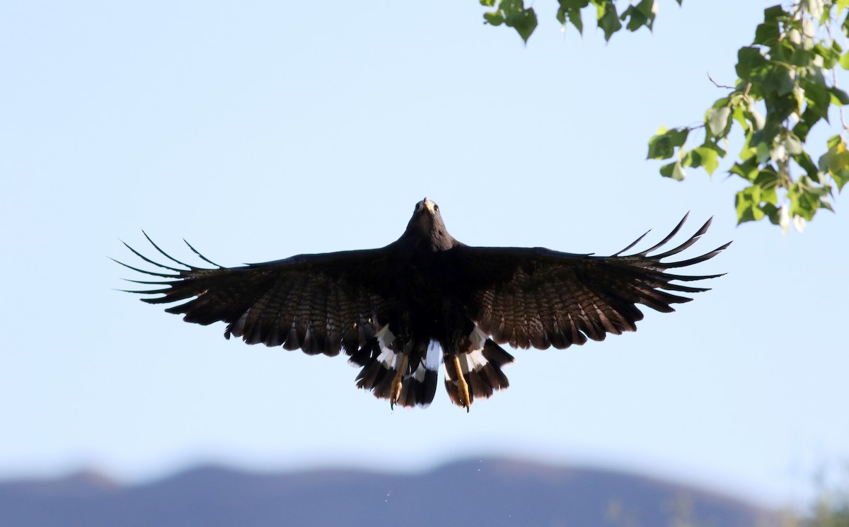 Common Black Hawk (Common) - Jay McGowan