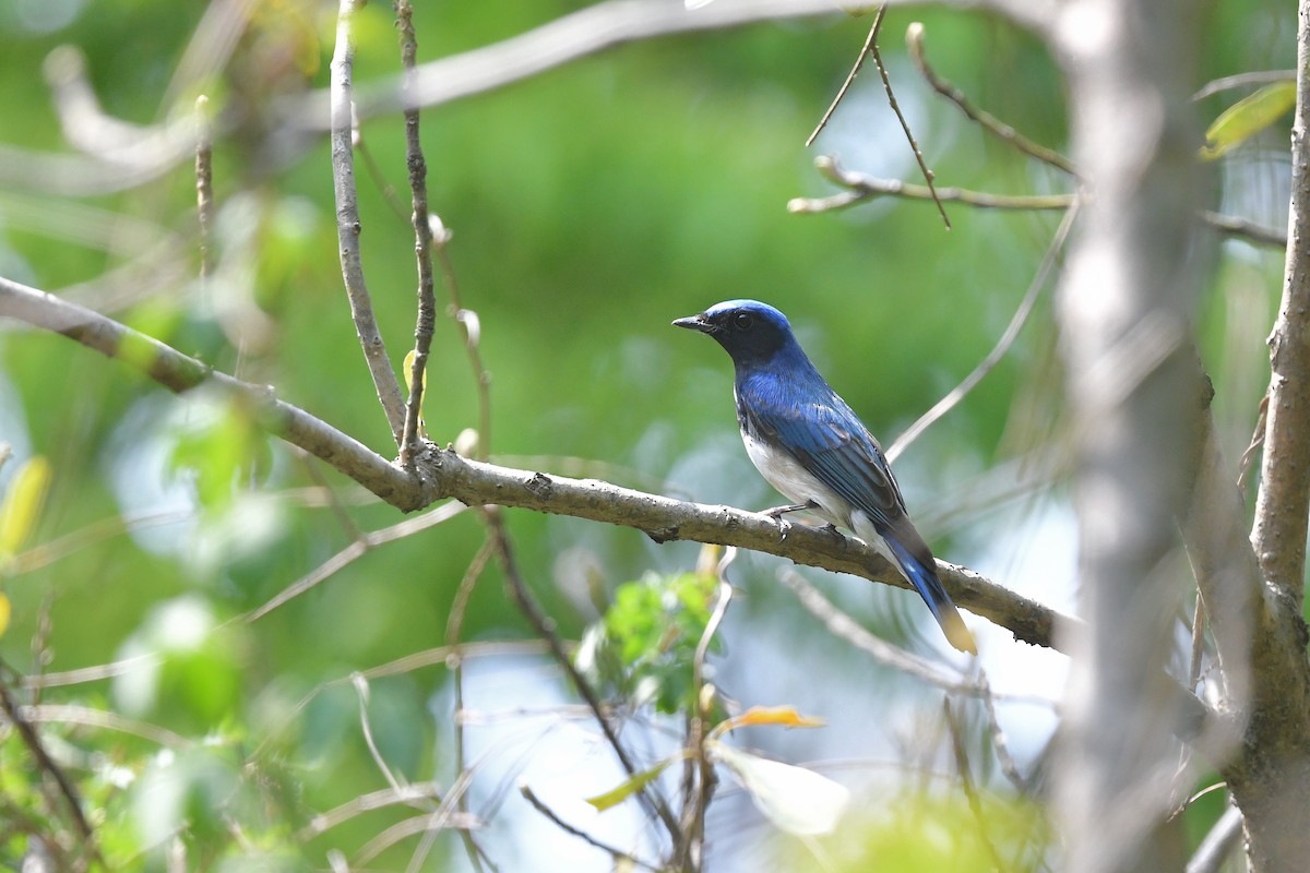 Blue-and-white Flycatcher - Ting-Wei (廷維) HUNG (洪)
