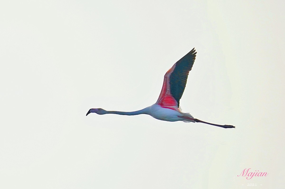 Greater Flamingo - ML322069521