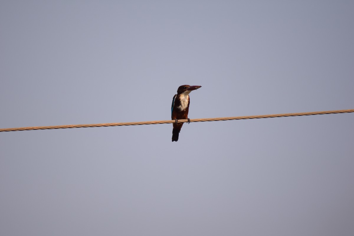 White-throated Kingfisher - Samarth Shadakshari