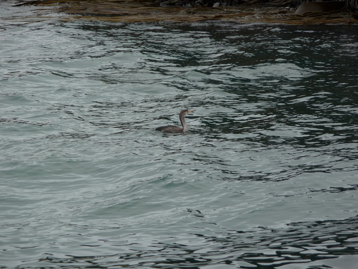 Spotted Shag - ML322079731