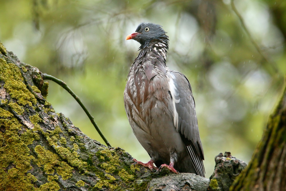 Common Wood-Pigeon - ML322081081