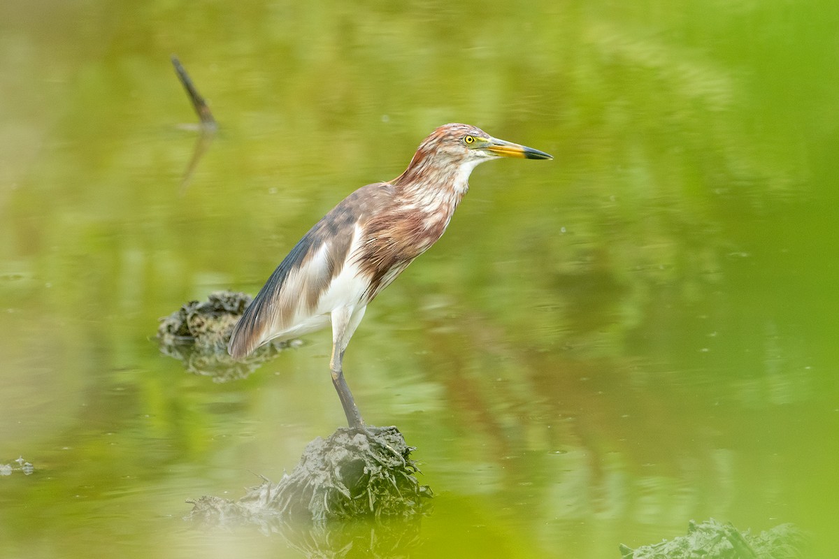 Chinese Pond-Heron - Aseem Kothiala