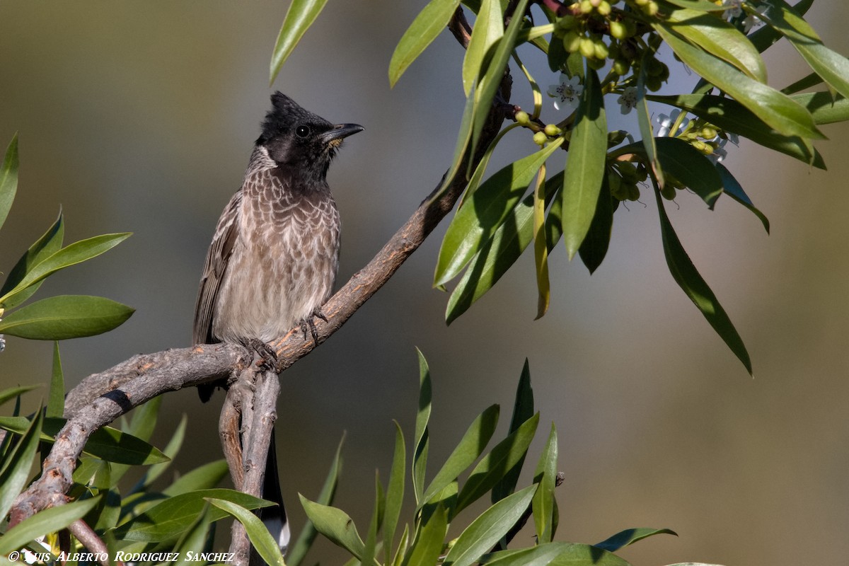Red-vented Bulbul - ML322085221