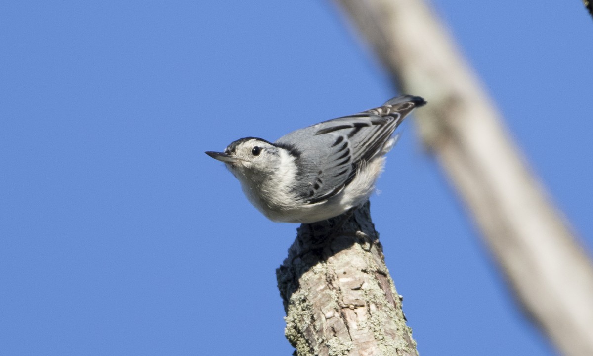 White-breasted Nuthatch (Eastern) - ML32209041