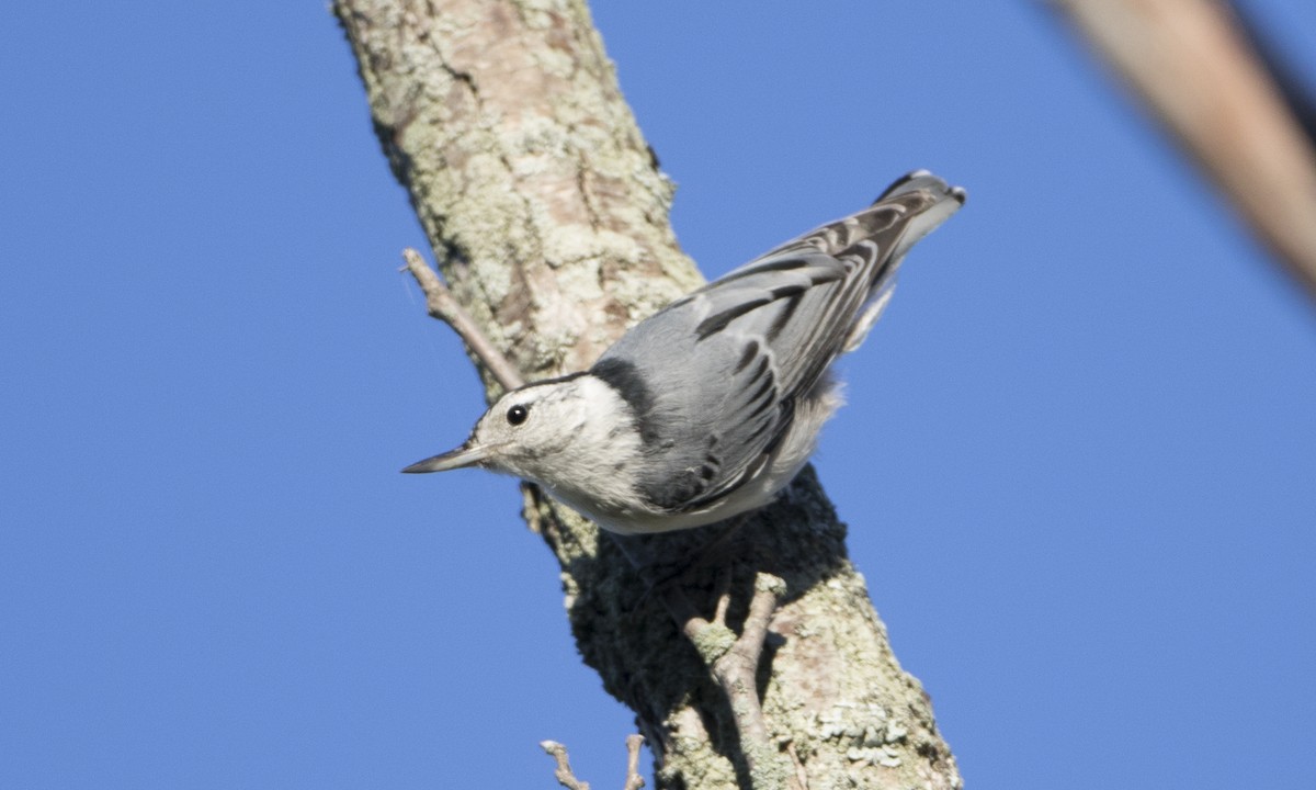 White-breasted Nuthatch (Eastern) - ML32209051