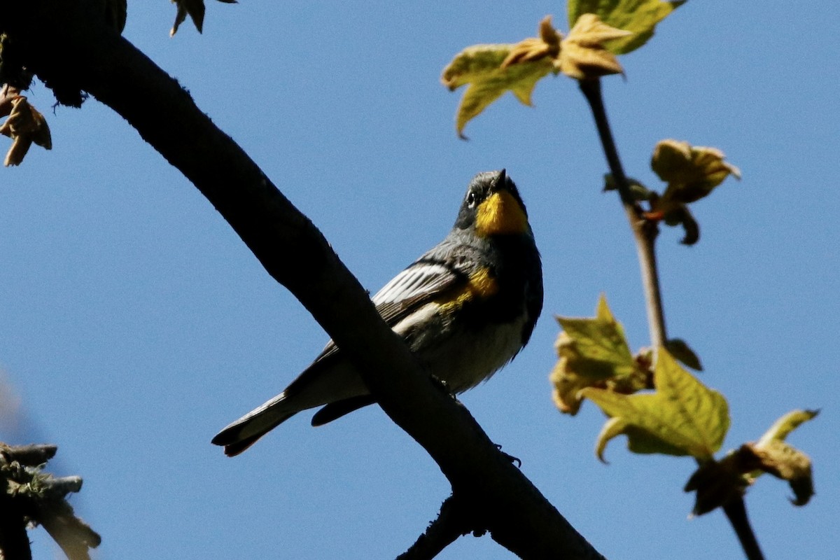 Yellow-rumped Warbler (Audubon's) - Ann Stockert