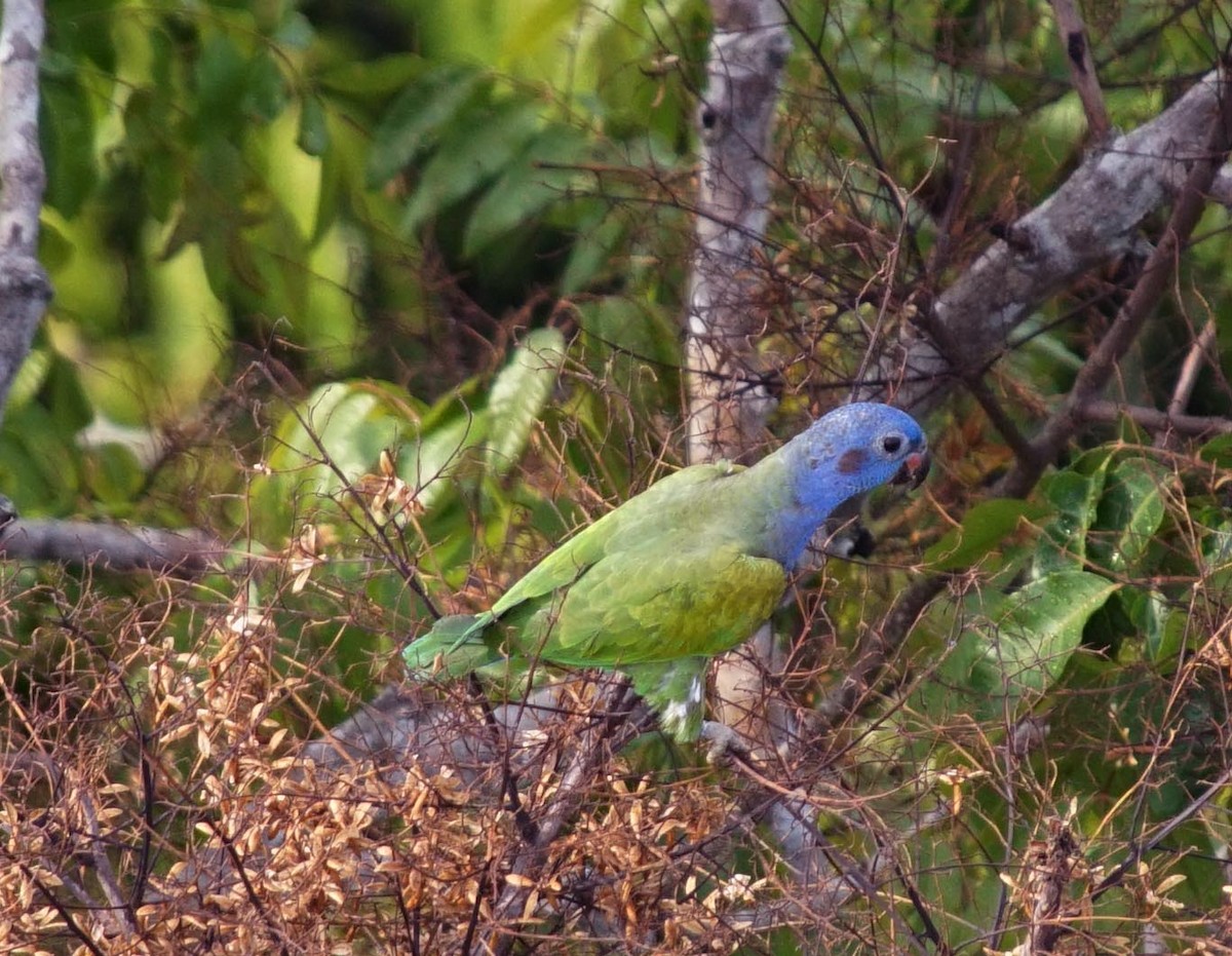 Blue-headed Parrot - Bernard Roelen