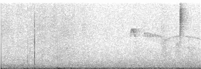 Свертушка чорноголова - ML32210011