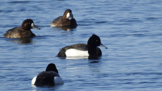 雑種 キンクロハジロ ｘ スズガモ Ebird