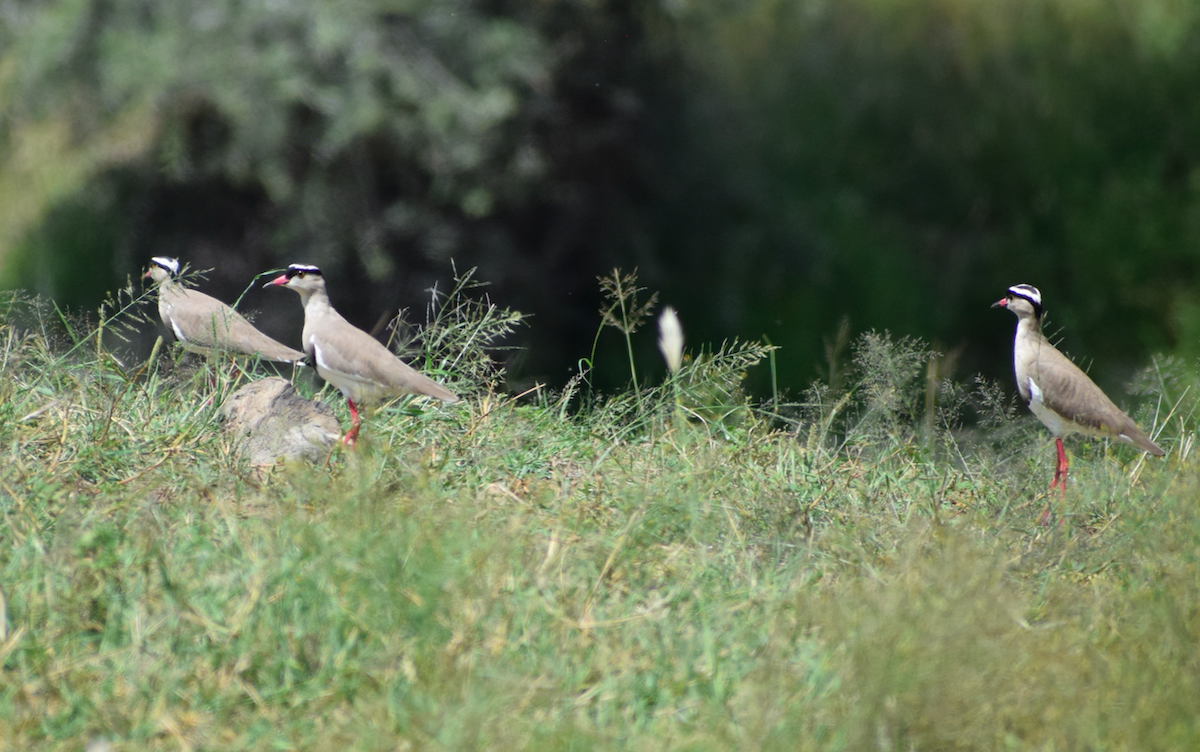 Crowned Lapwing - Jacob Henry