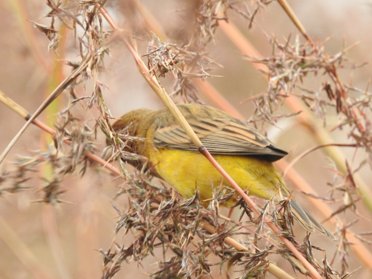 Red-headed Bunting - ML322110351