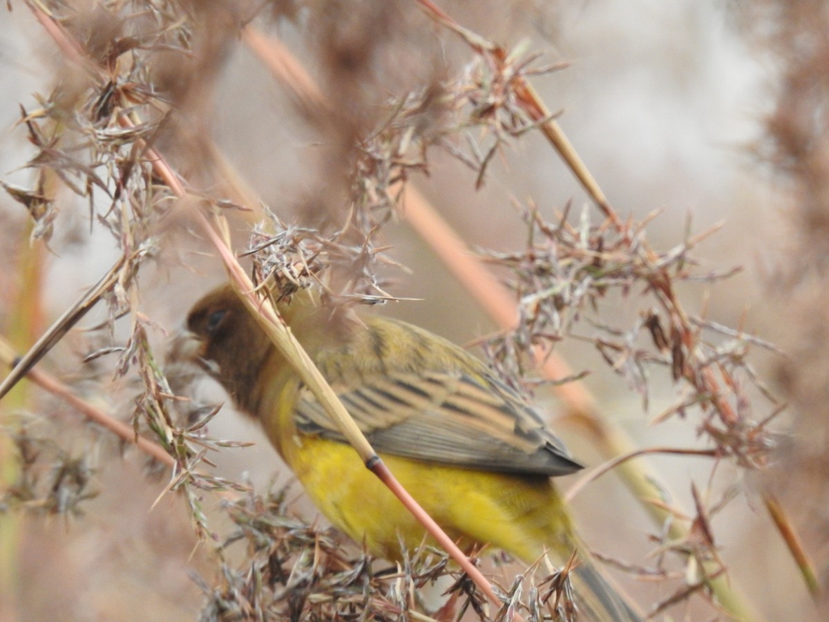 Red-headed Bunting - ML322110411