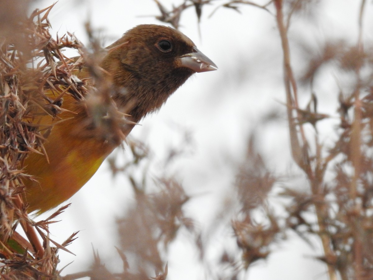 Red-headed Bunting - ML322110421