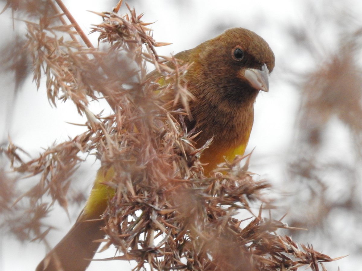Red-headed Bunting - ML322110441