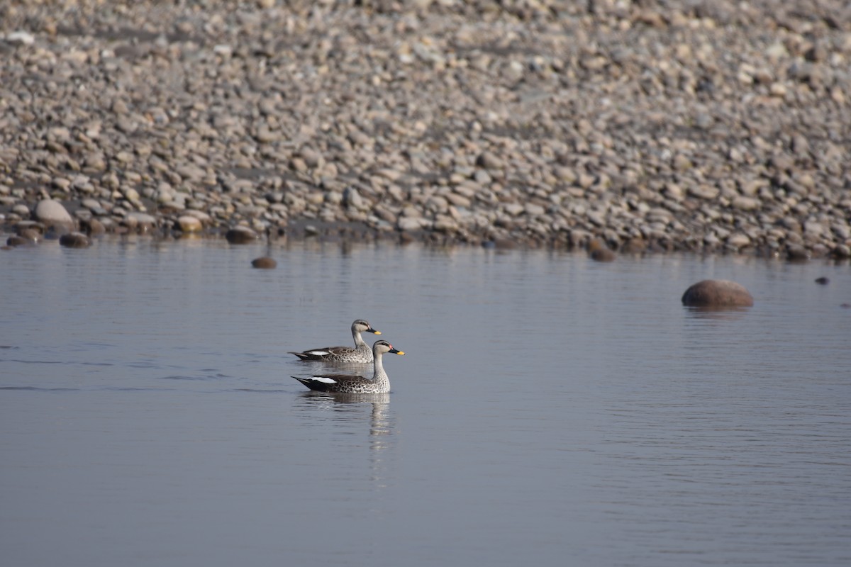Indian Spot-billed Duck - ML322114791