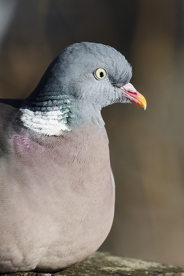 Common Wood-Pigeon - Yann Kolbeinsson