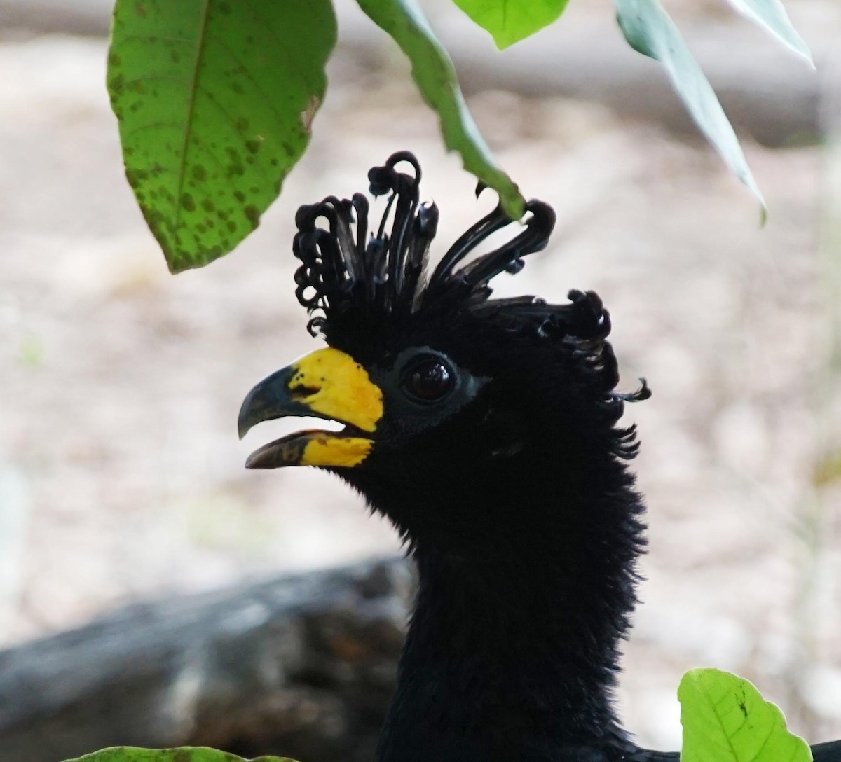 Bare-faced Curassow - ML322123061