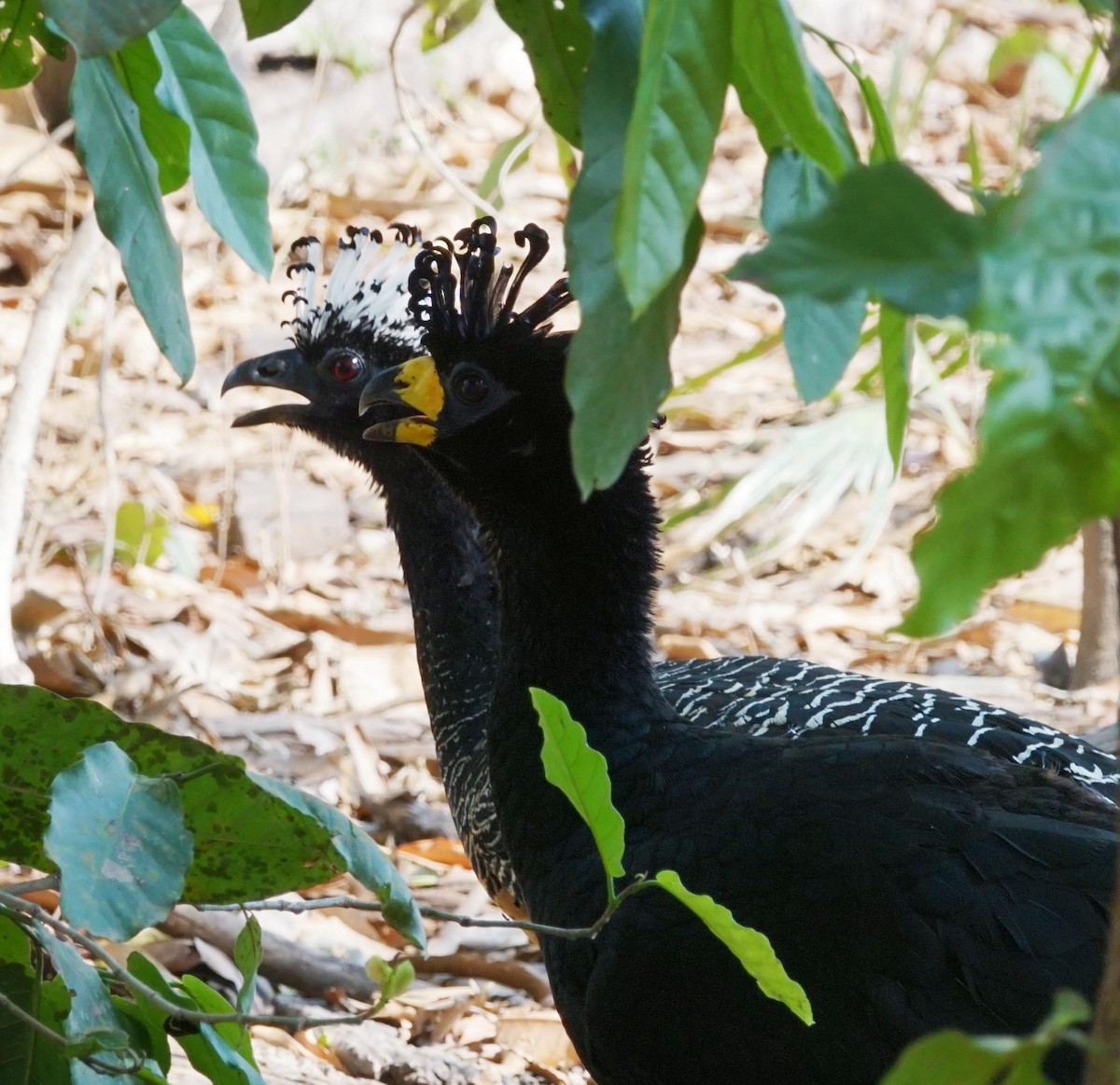 Bare-faced Curassow - ML322123071