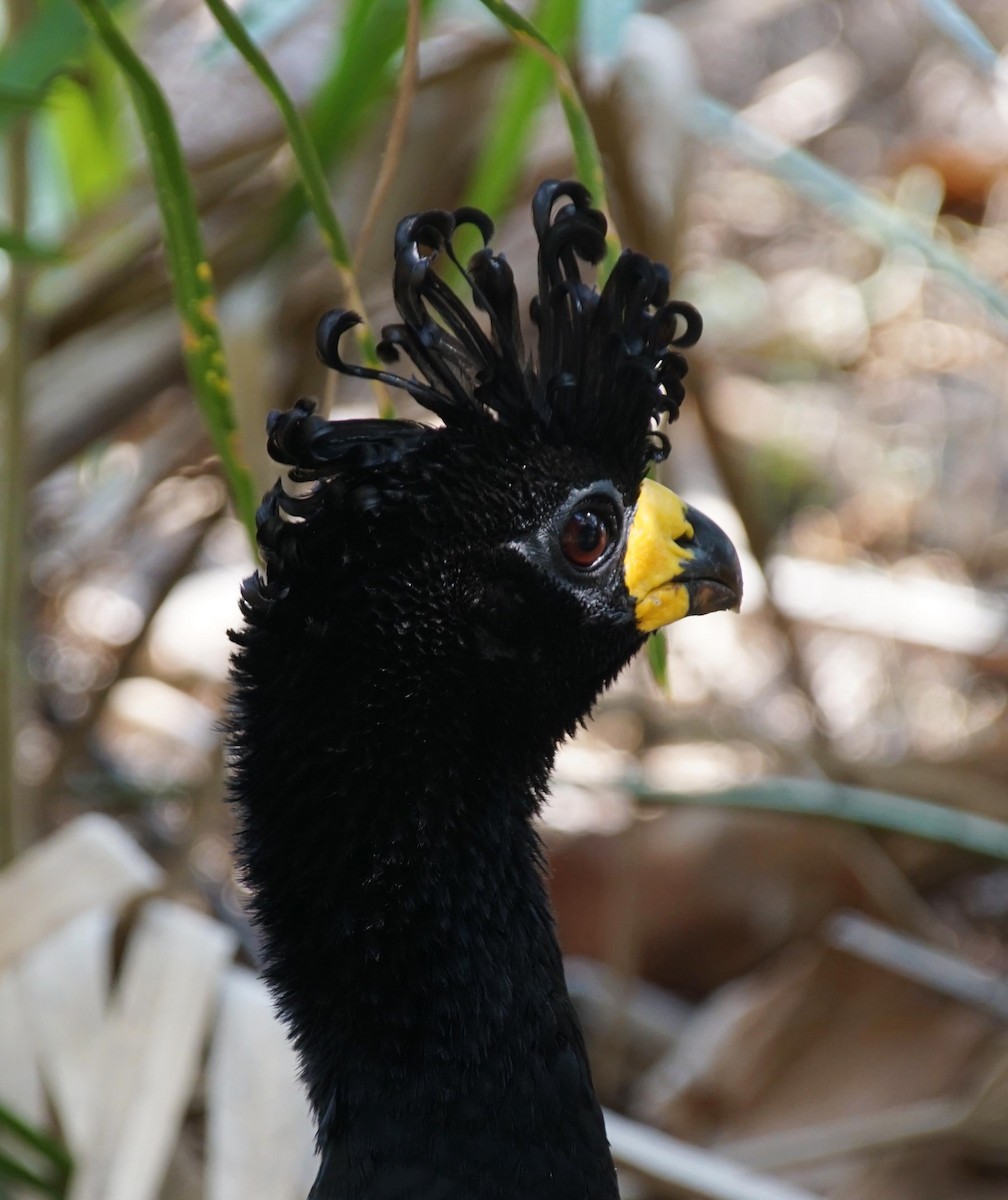 Bare-faced Curassow - ML322123081