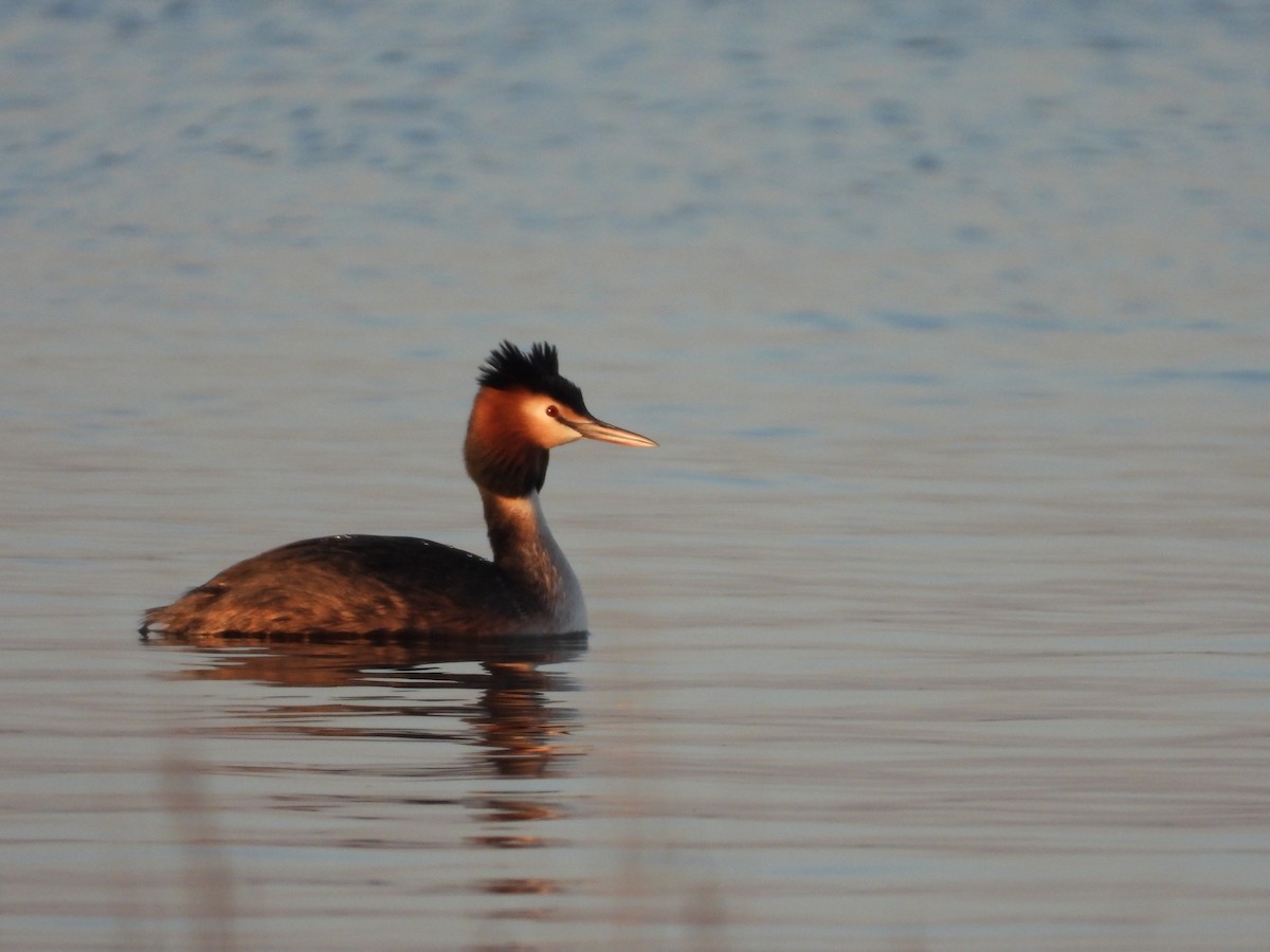 Great Crested Grebe - ML322123341