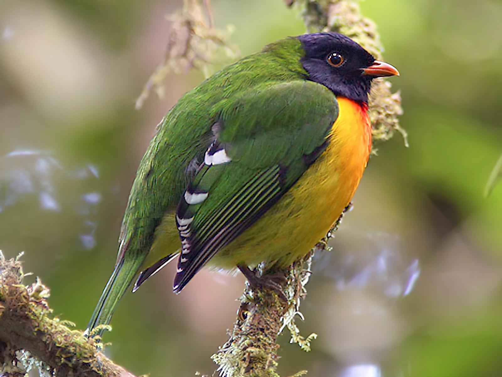 Handsome Fruiteater - Lars Petersson | My World of Bird Photography