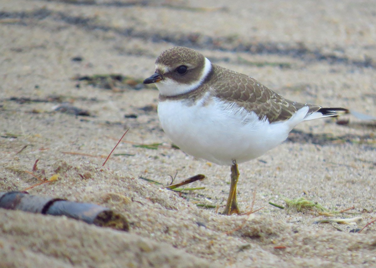 Semipalmated Plover - ML32212751