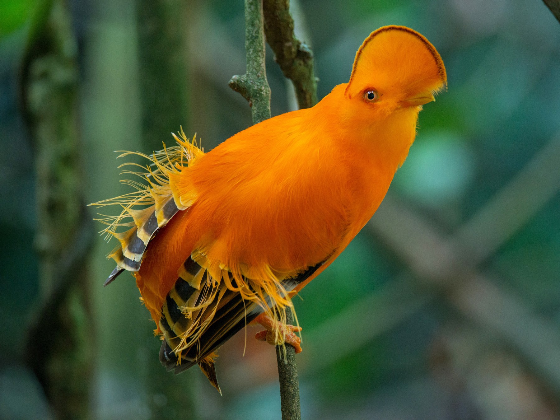 Gallito de las rocas guayanés - eBird