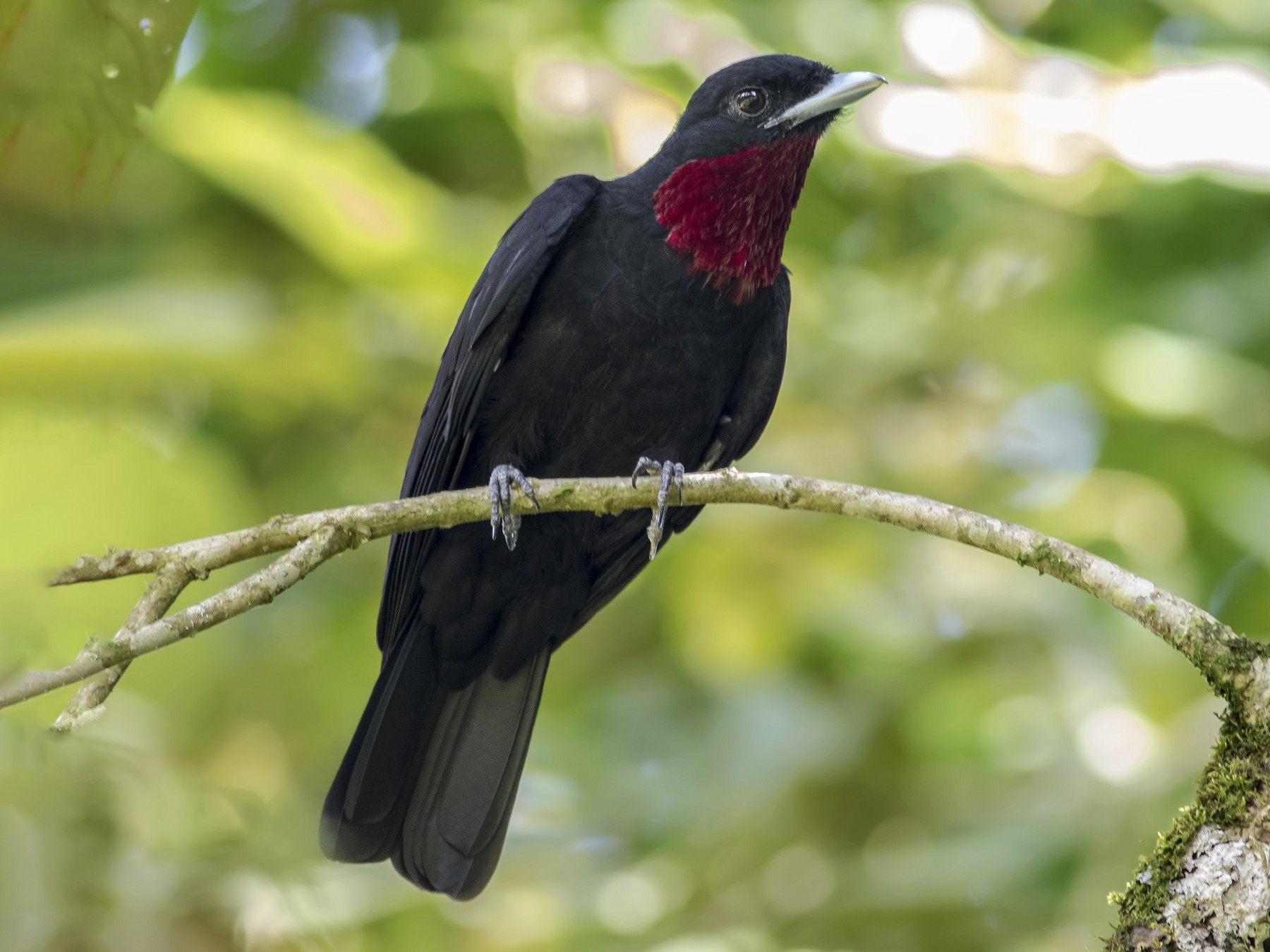 Purple-throated Fruitcrow - eBird