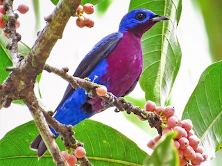 ムネムラサキカザリドリ - eBird