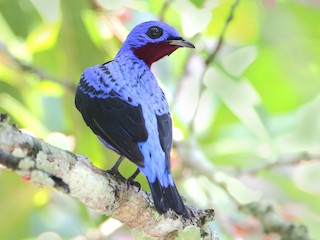 ムネムラサキカザリドリ - eBird