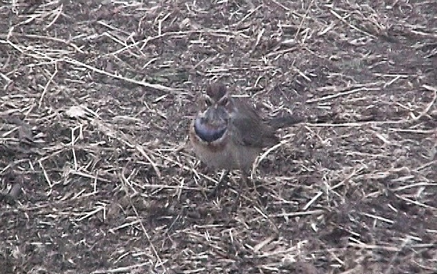 Bluethroat (Red-spotted) - ML322129701