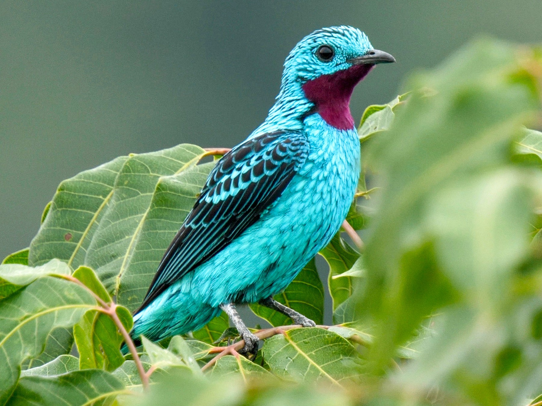 Spangled Cotinga, Cotinga Cayana, Detail Portrait of Exotic Rare