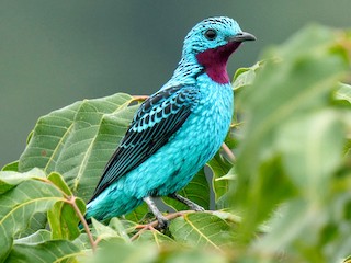  - Spangled Cotinga