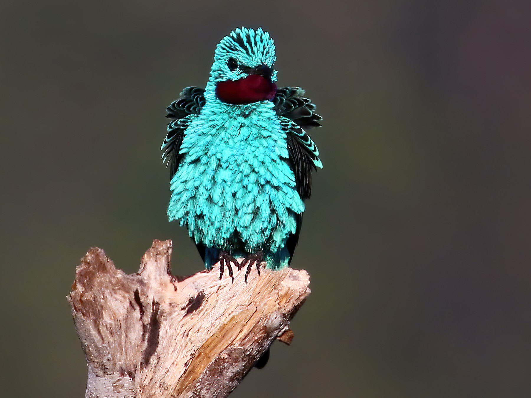 Spangled Cotinga - eBird