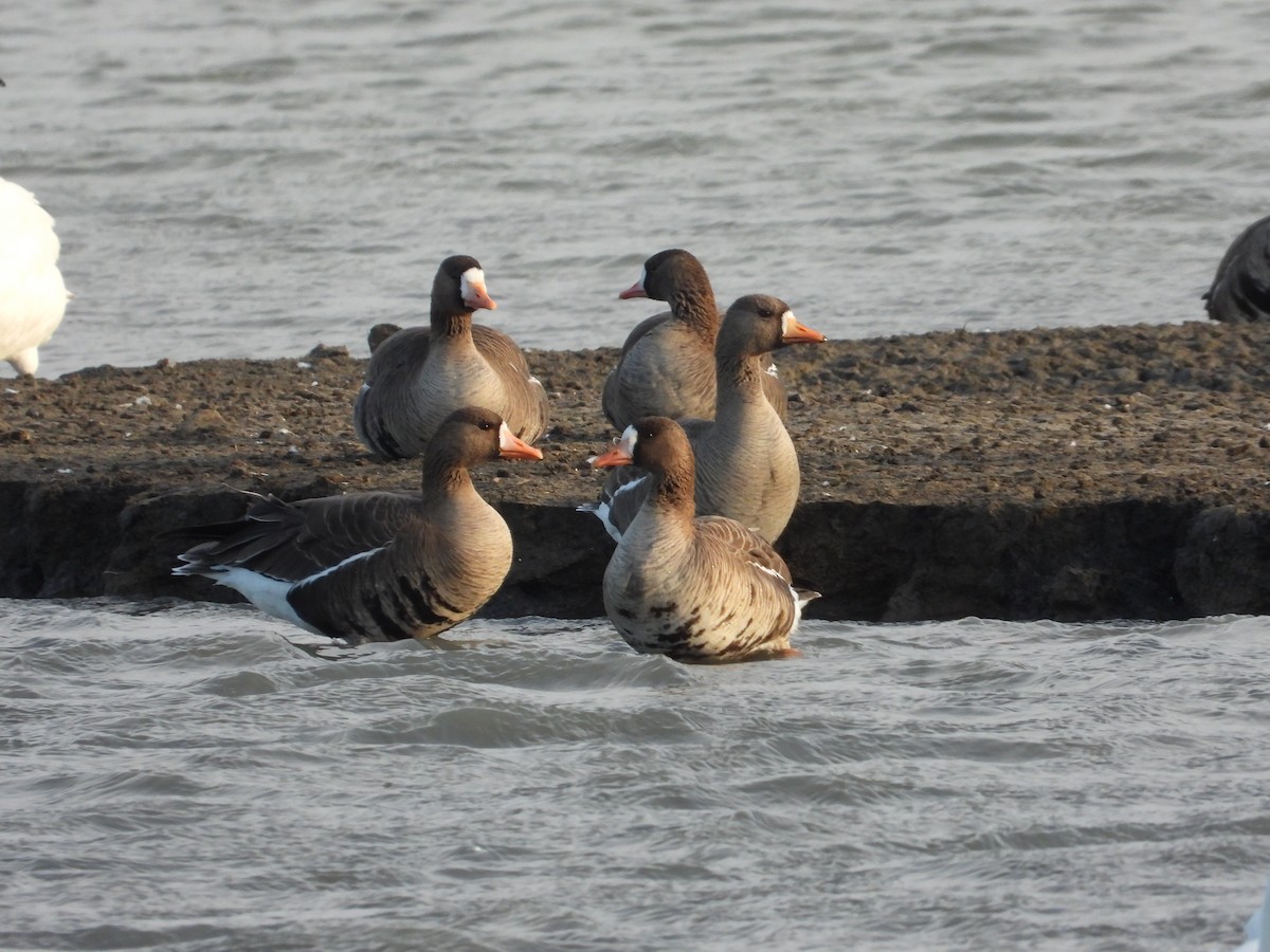 Greater White-fronted Goose - ML322138651