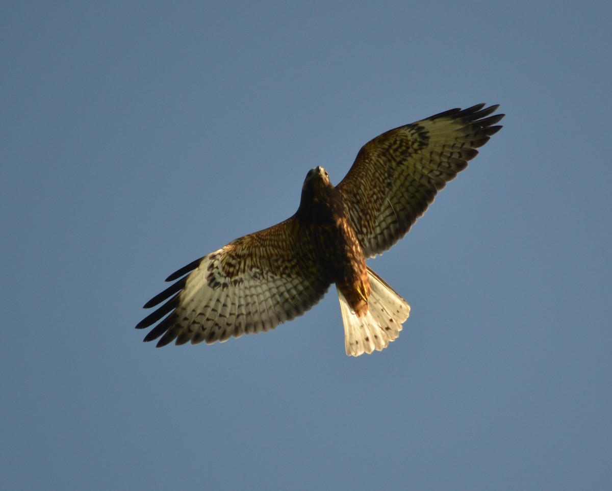 Short-tailed Hawk - Cynthia Elder