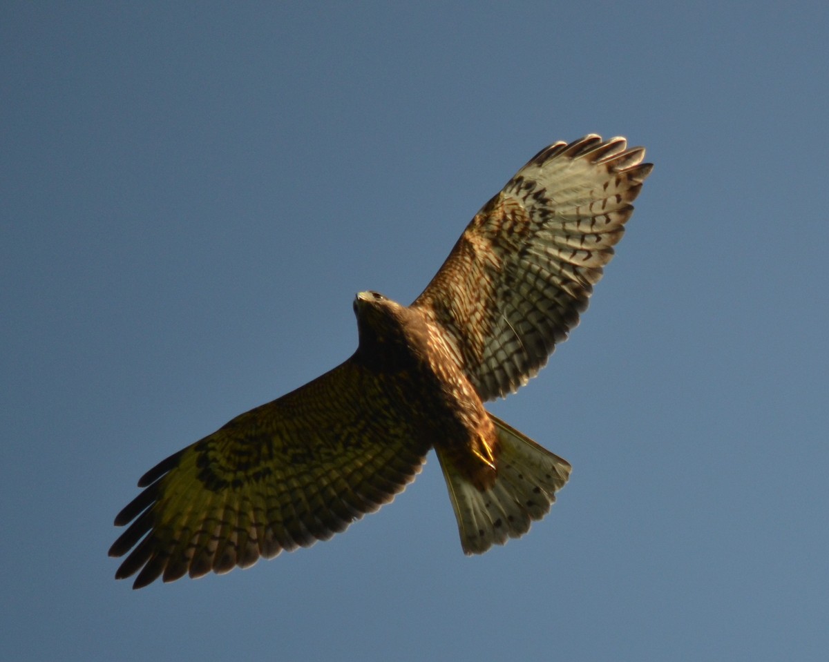 Short-tailed Hawk - Cynthia Elder