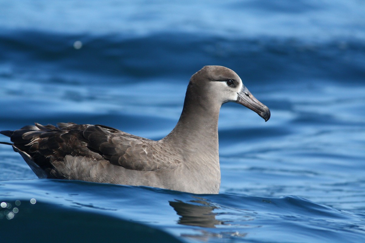 Black-footed Albatross - David Weber