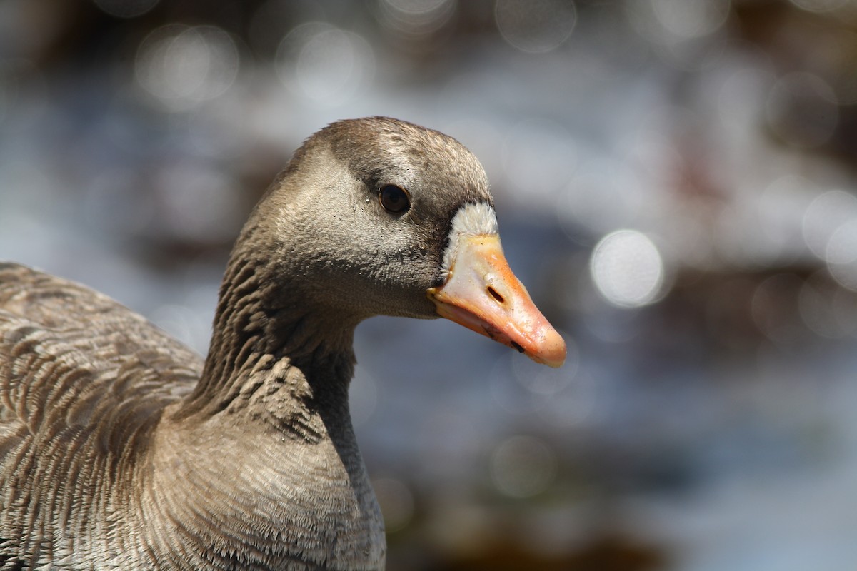 Greater White-fronted Goose - David Weber