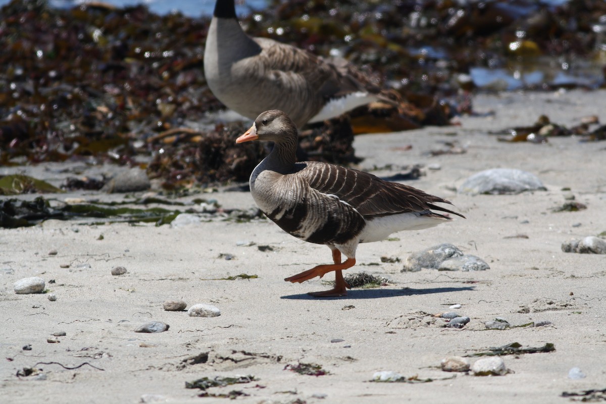Greater White-fronted Goose - ML32214751