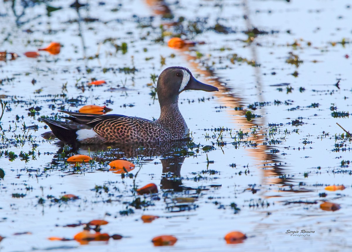 Blue-winged Teal - ML322151031