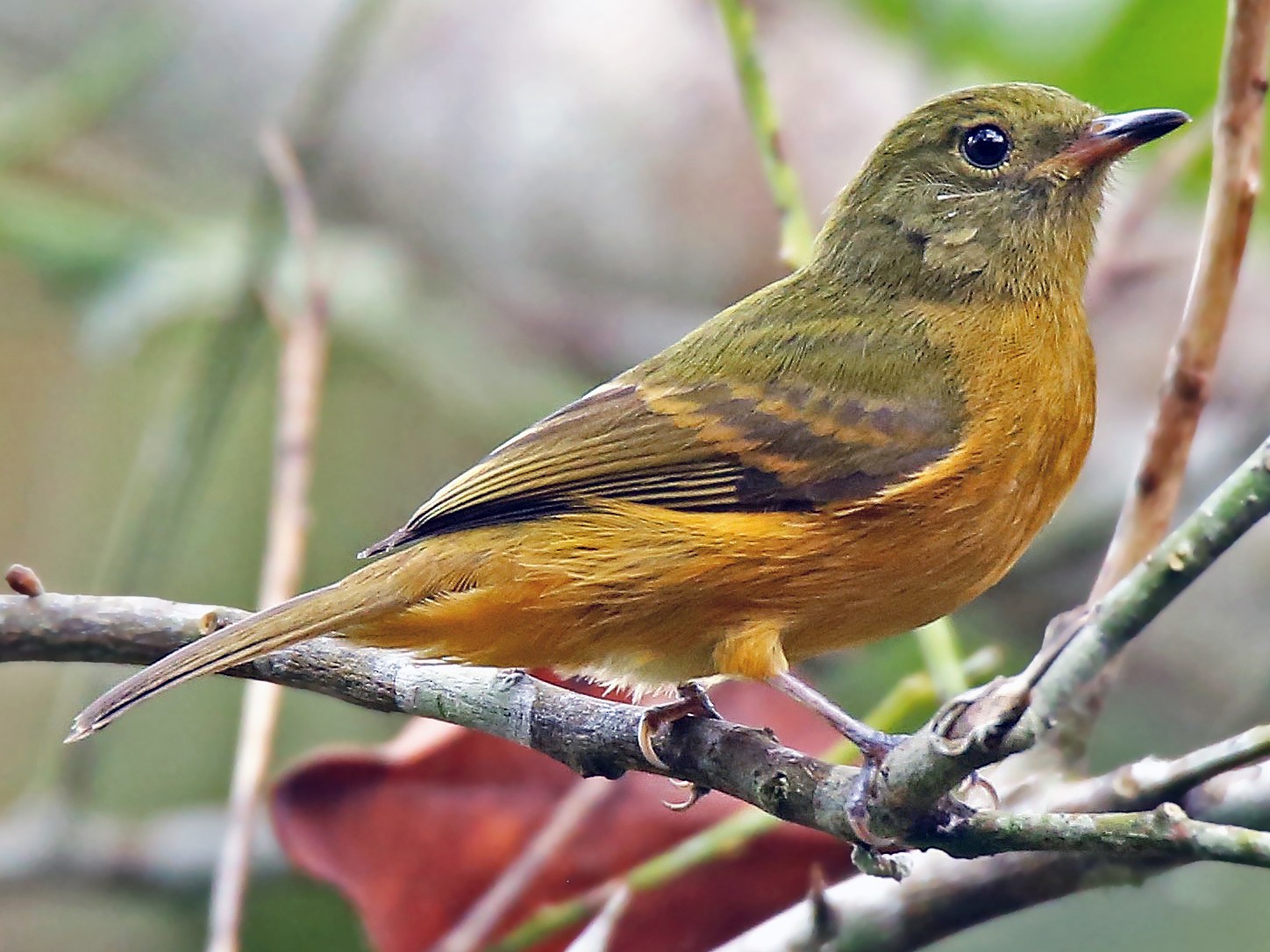 Ochre-bellied Flycatcher - Roger Ahlman