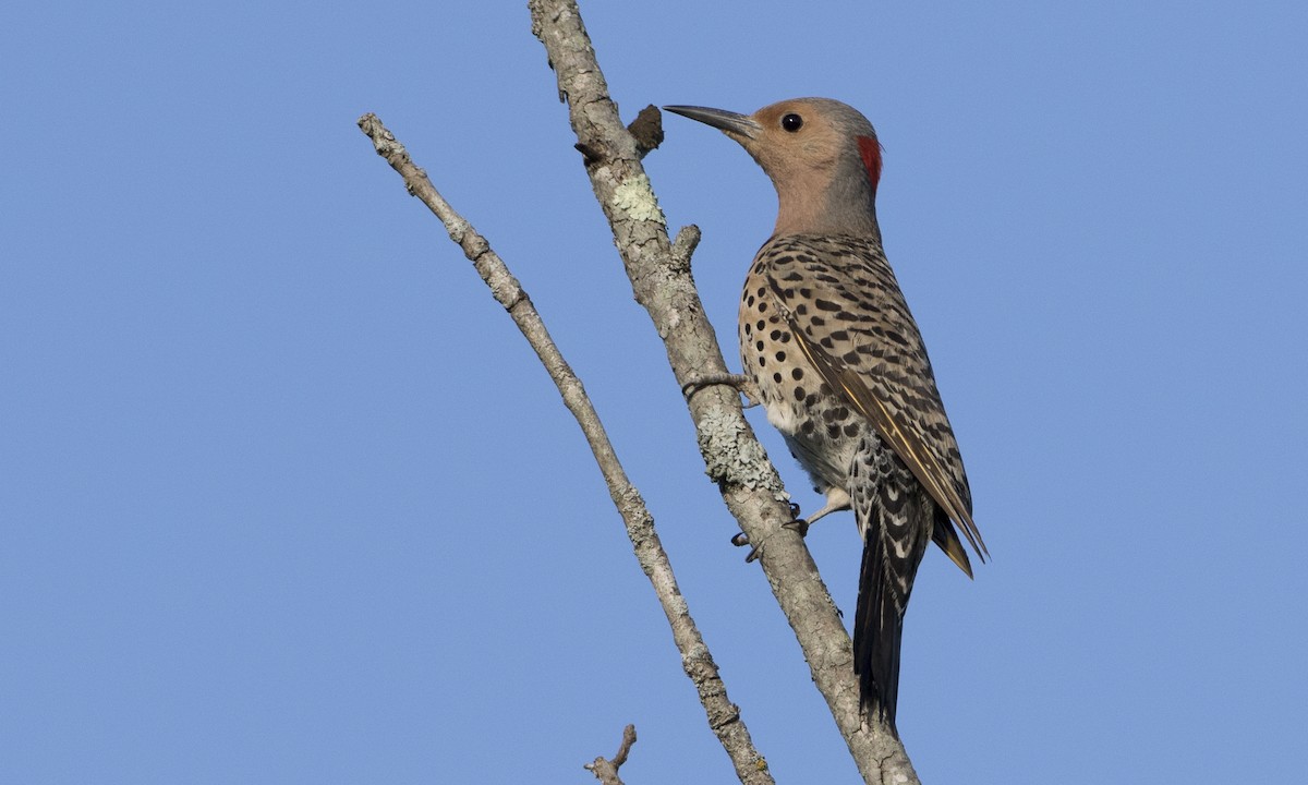 Northern Flicker (Yellow-shafted) - ML32215431
