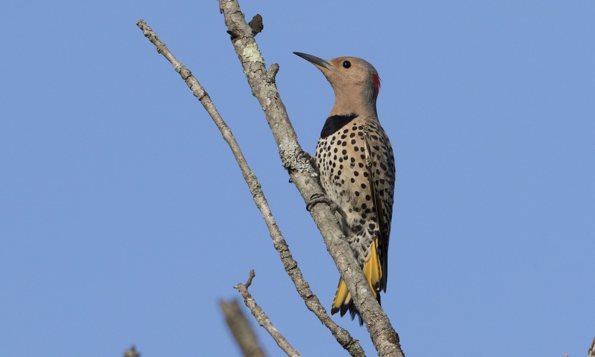 Northern Flicker (Yellow-shafted) - ML32215441