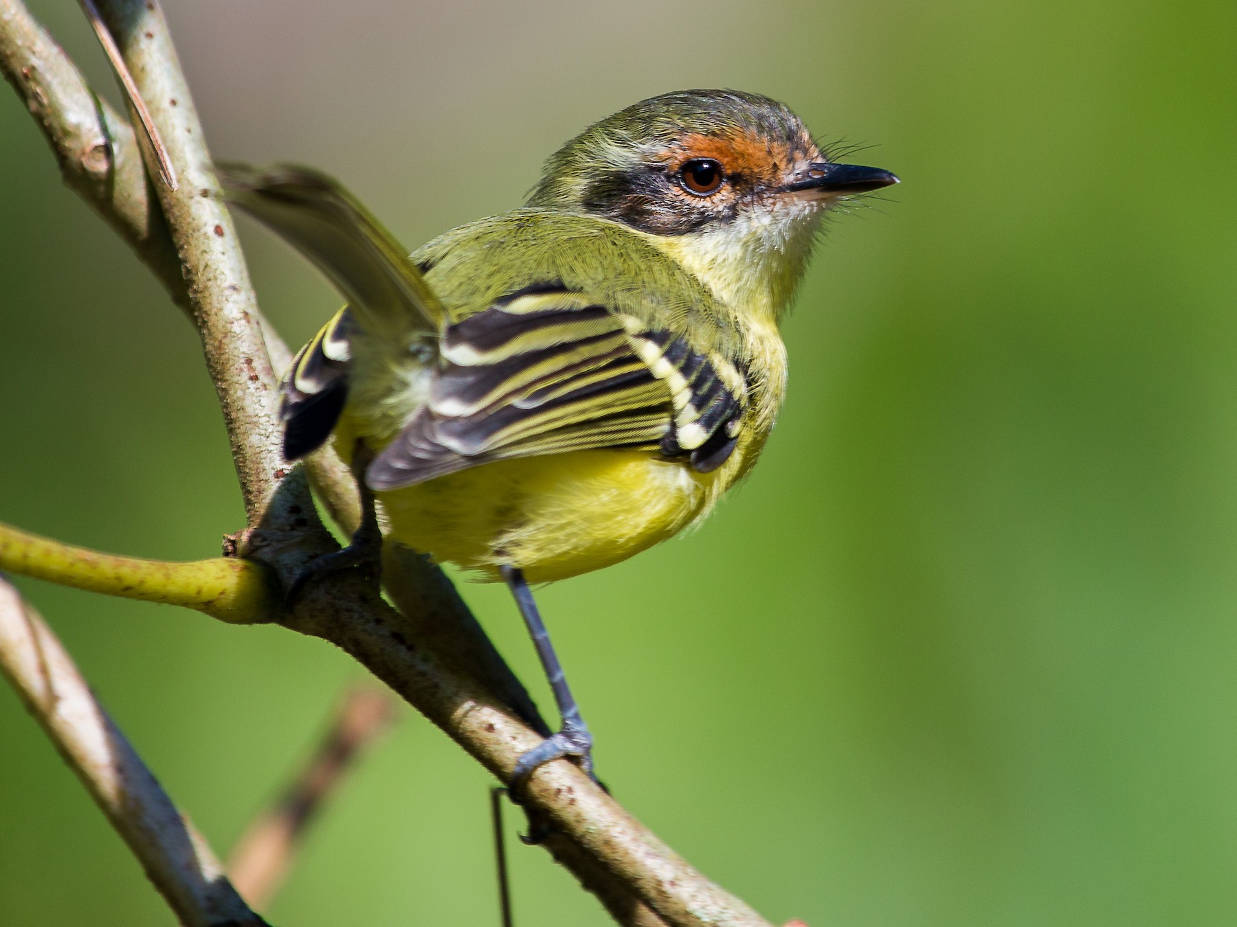 Rufous-lored Tyrannulet - eBird