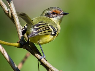  - Jhonathan Miranda - Wandering Venezuela Birding Expeditions - ML322156991