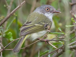  - Pearly-vented Tody-Tyrant